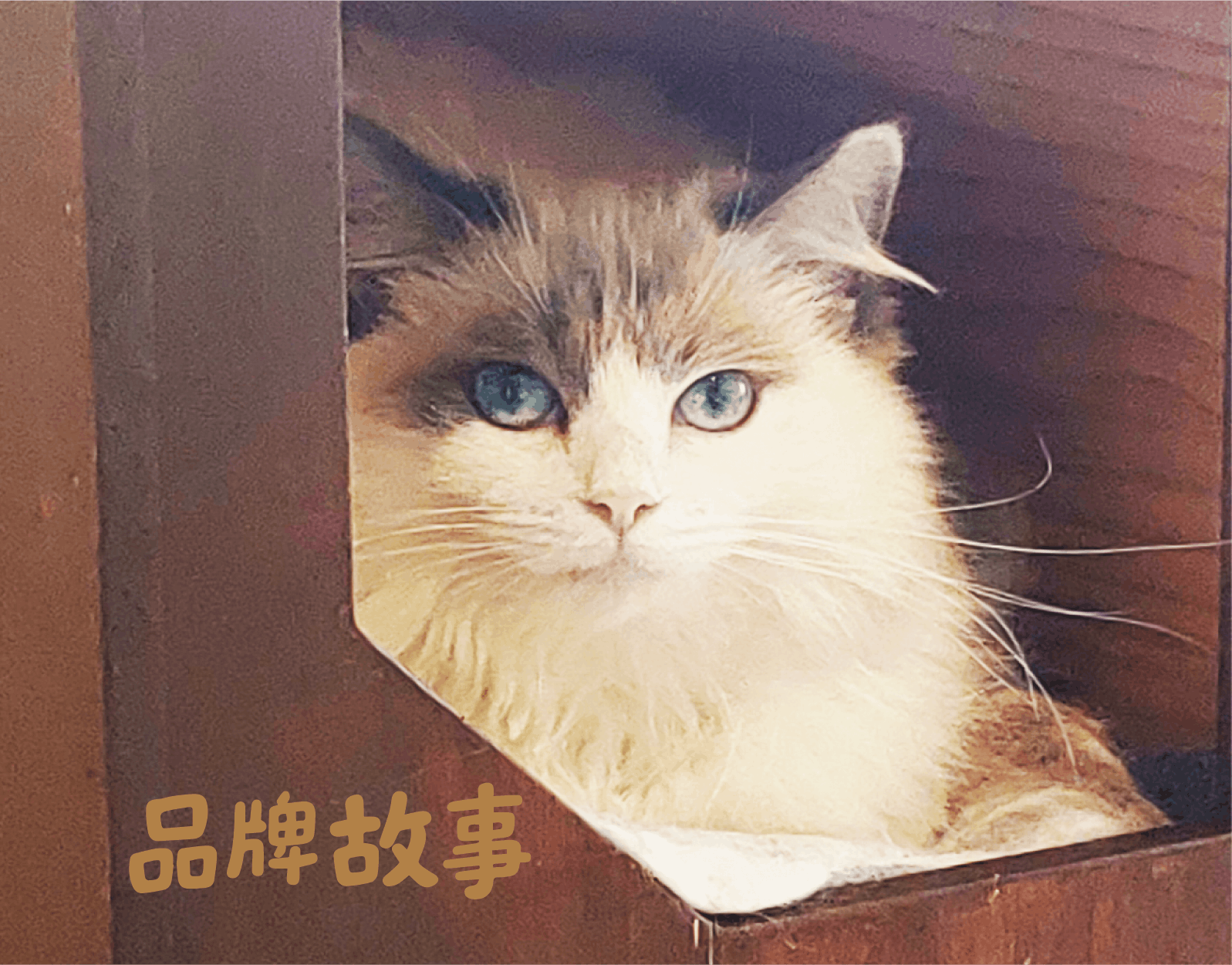 品牌故事