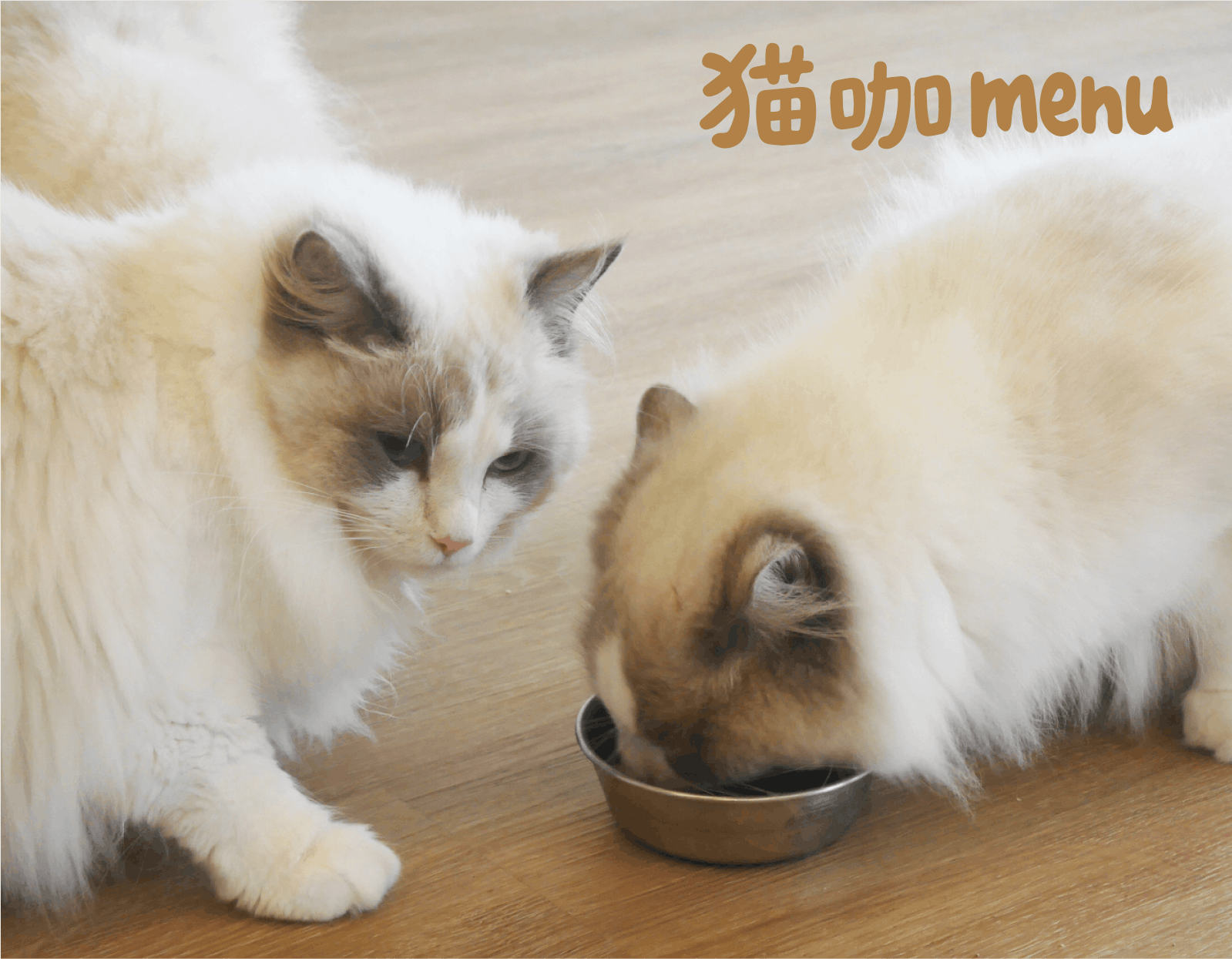 貓咖menu
