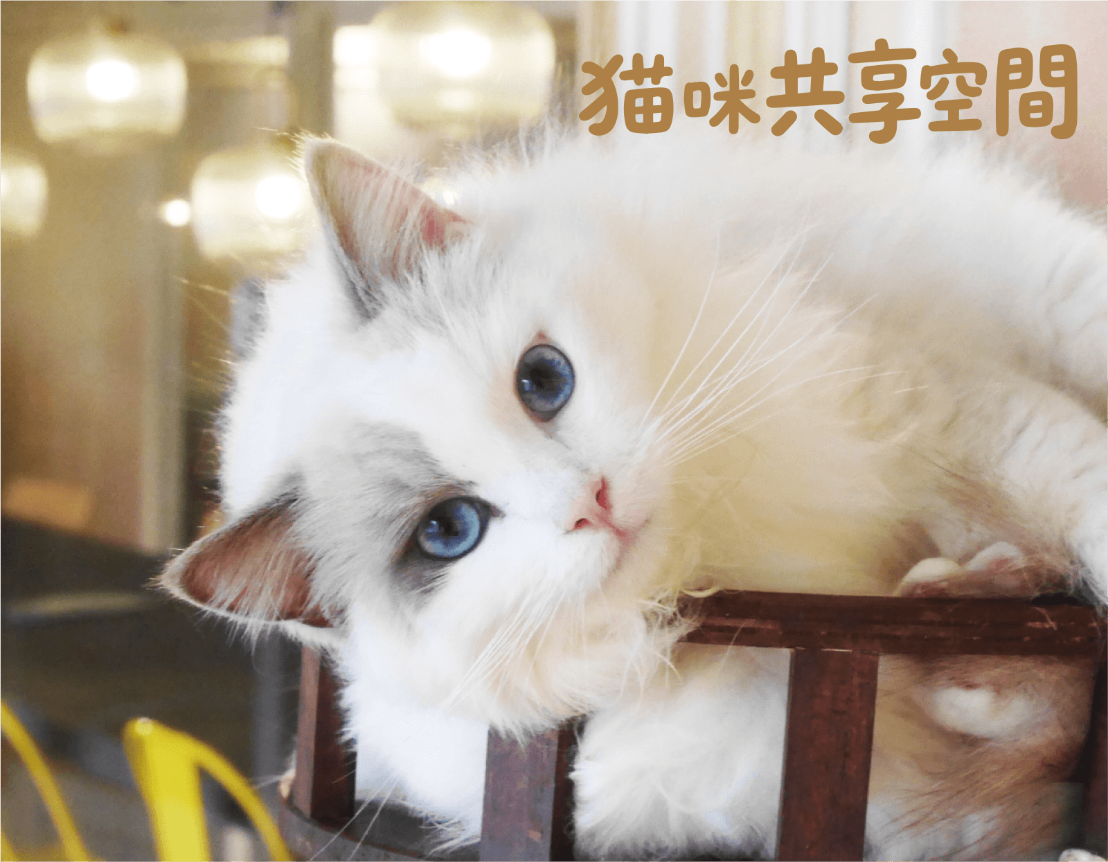 擼貓攻略