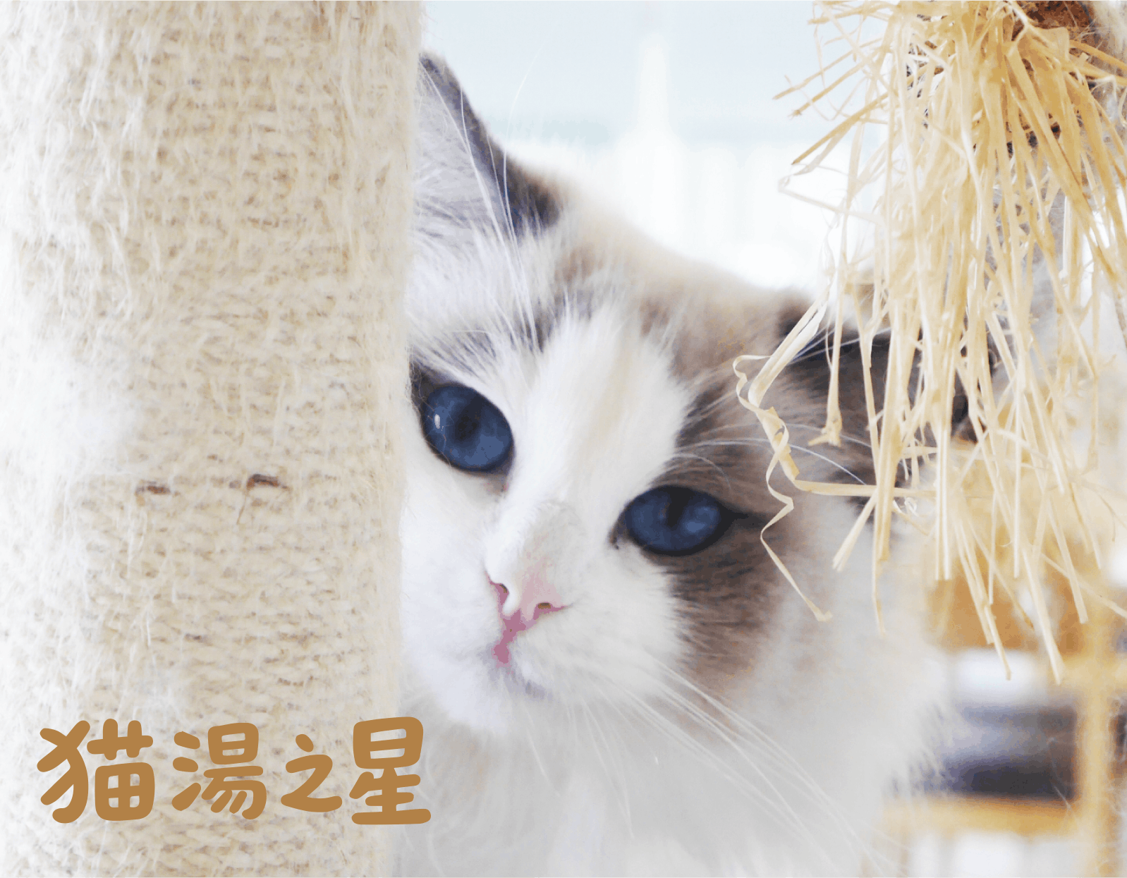 貓湯之星