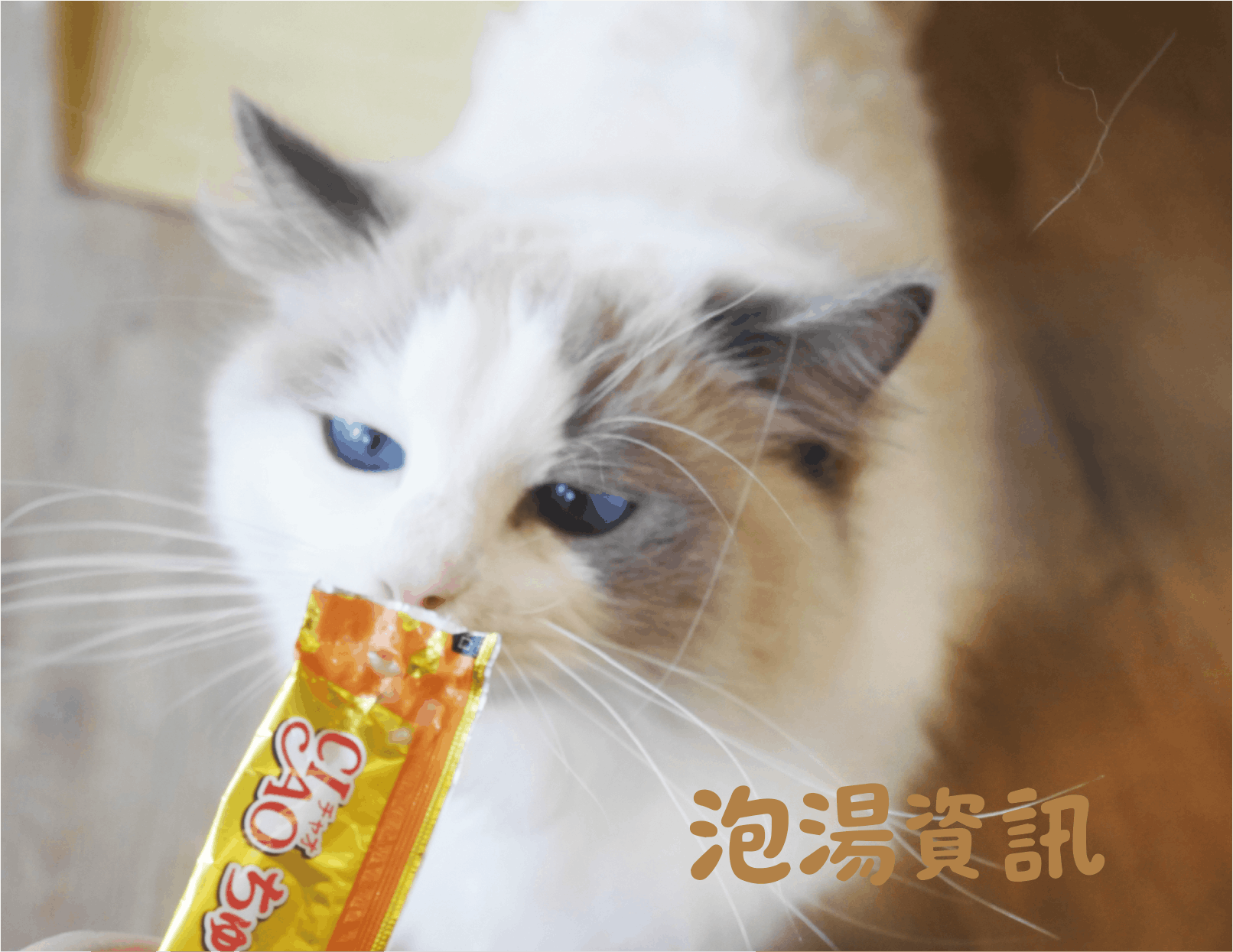 泡湯資訊