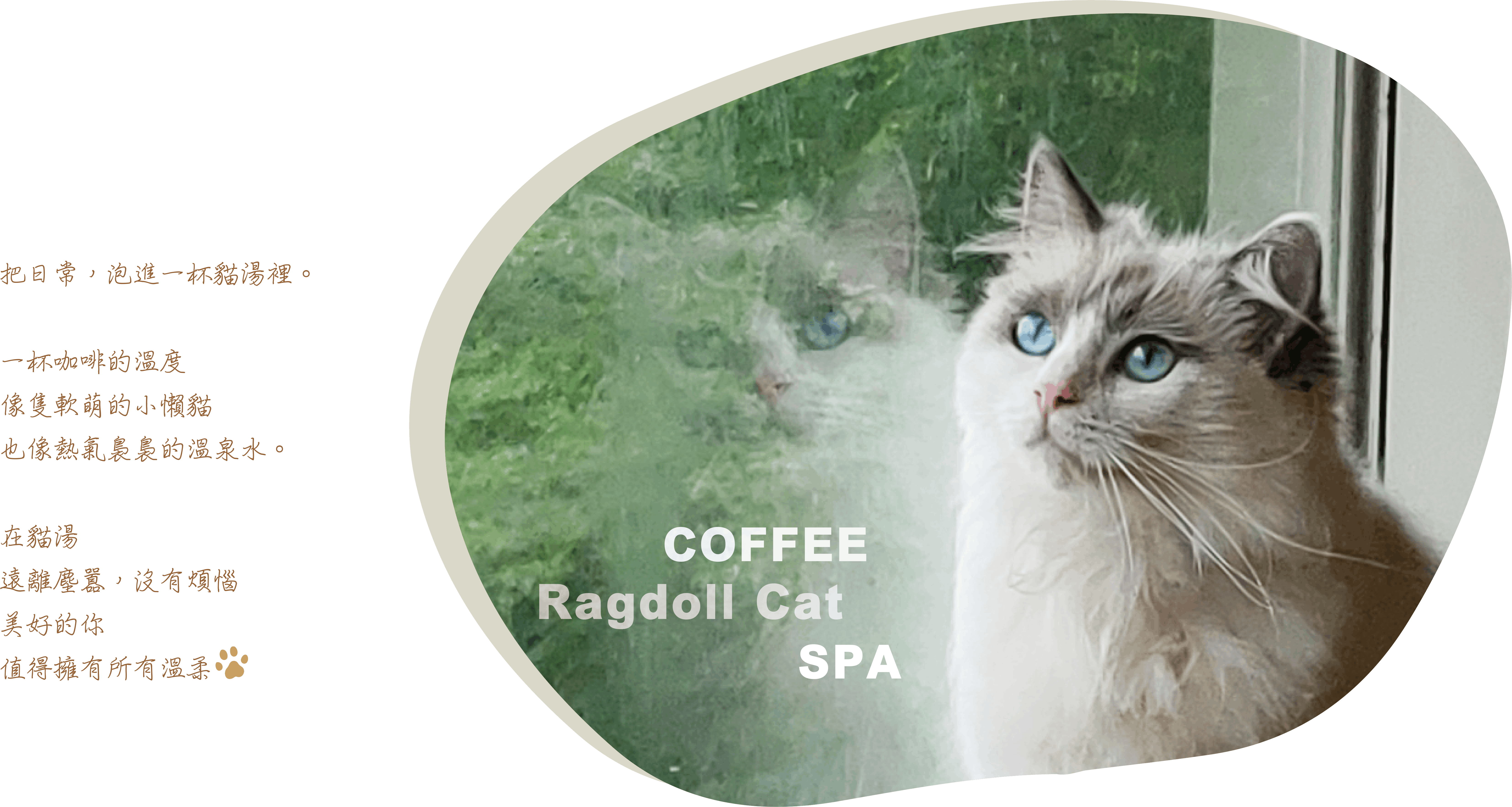 COFFEE Ragdoll 第1張